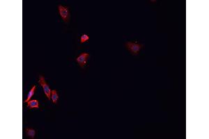 ABIN6276758 staining HepG2? (Dihydrofolate Reductase antibody)