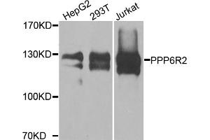 Western blot analysis of extracts of various cell lines, using PPP6R2 antibody.