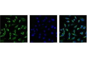 IF analysis of Hela with antibody (Left) and DAPI (Right) diluted at 1:100. (Peroxiredoxin 1 antibody)