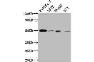 Western Blot Positive WB detected in: RAW264. (Recombinant HAVCR1 antibody)