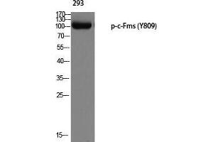 Western Blot (WB) analysis of 293 using p-c-Fms (Y809) antibody. (CSF1R antibody  (pTyr809))