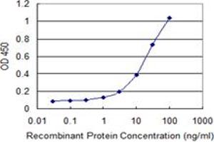 Detection limit for recombinant GST tagged MKNK1 is 0. (MKNK1 antibody  (AA 1-465))