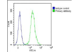 Overlay histogram showing Jurkat cells stained with (ABIN6242391 and ABIN6578828)(green line). (HOXA7 antibody  (AA 82-114))