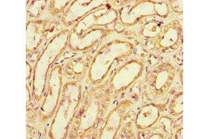 Immunohistochemistry of paraffin-embedded human kidney tissue using ABIN7171790 at dilution of 1:100 (SPOCK1 antibody  (AA 290-435))