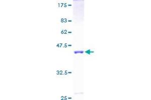 UBE2V1 Protein (AA 1-147) (GST tag)