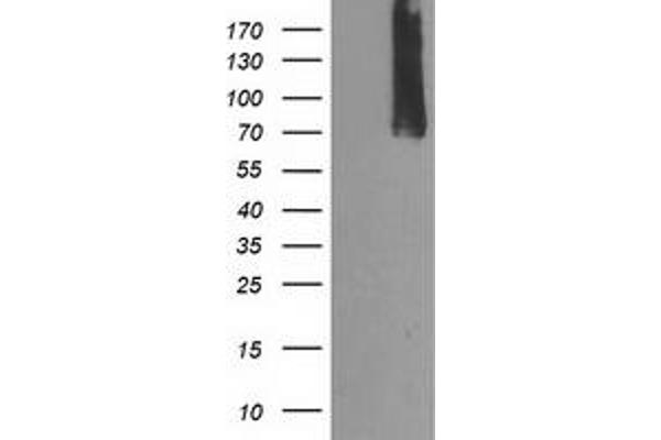 Calpain 9 antibody