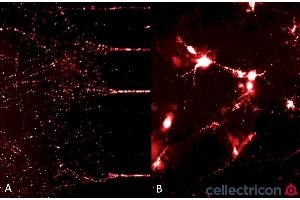 Immunofluorescence (IF) image for Synuclein, alpha (SNCA) (full length) (Active) protein (ABIN5065829)