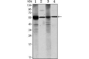Western blot analysis using ALDH1A1 mouse mAb against Raji (1), Jurkat (2), THP-1 (3) and K562 (4) cell lysate.