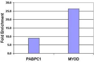 Histone H3 dimethyl Lys9 antibody tested by ChIP. (Histone 3 antibody  (H3K9me2))