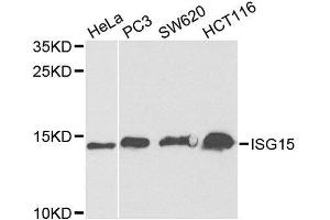 Western blot analysis of extracts of various cell lines, using ISG15 antibody. (ISG15 antibody  (AA 1-165))