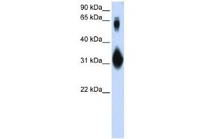 WB Suggested Anti-SOX15 Antibody Titration: 0. (SOX15 antibody  (N-Term))