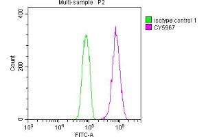 Overlay histogram showing Hela cells stained with ABIN7127413 (red line) at 1:50. (Recombinant CDC37 antibody)