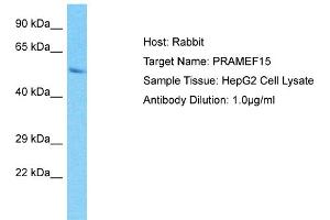 Host: Rabbit Target Name: PRAMEF15 Sample Type: HepG2 Whole Cell lysates Antibody Dilution: 1. (PRAMEF15 antibody  (C-Term))