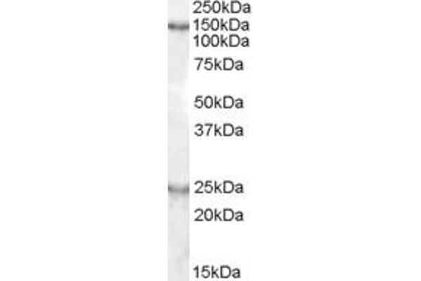 KIAA0319 antibody  (Internal Region)