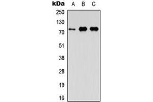 Western blot analysis of FAF1 expression in A549 (A), NS-1 (B), PC12 (C) whole cell lysates. (FAF1 antibody  (Center))