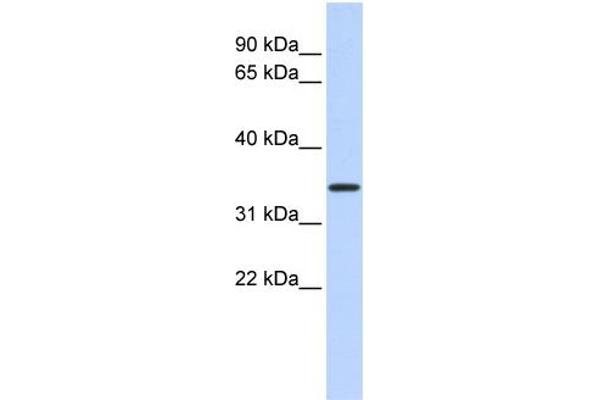 CCDC90A antibody  (Middle Region)