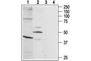 Western blot analysis of rat brain (lanes 1 and 3) and heart (lanes 2 and 4) lysates: - 1-2. (BDKRB1 antibody  (3rd Intracellular Loop, Cys250))