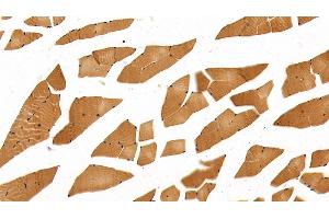 Detection of MYH2 in Mouse Skeletal muscle Tissue using Polyclonal Antibody to Myosin Heavy Chain 2 (MYH2) (MYH2 antibody  (AA 1238-1472))