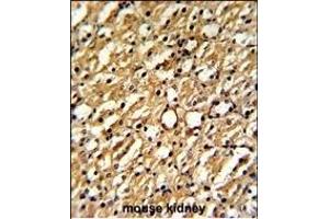 Formalin-fixed and paraffin-embedded mouse kidney reacted with DDAH1 Antibody (C-term), which was peroxidase-conjugated to the secondary antibody, followed by DAB staining. (DDAH1 antibody  (C-Term))