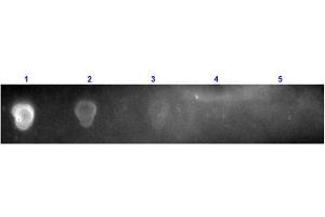 Dot Blot results of Rabbit Anti-Streptavidin Texas Conjugated. (Streptavidin antibody  (Texas Red (TR)))