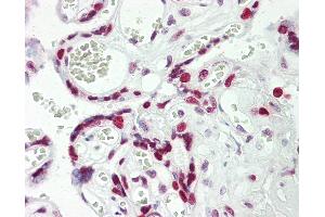 Anti-HEXIM1 antibody IHC staining of human placenta.