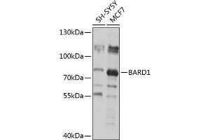 Western blot analysis of extracts of various cell lines, using B antibody (ABIN6127476, ABIN6137449, ABIN6137450 and ABIN6218781) at 1:1000 dilution. (BARD1 antibody)