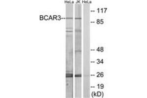 Western blot analysis of extracts from HeLa/Jurkat cells, using BCAR3 Antibody. (BCAR3 antibody  (AA 761-810))