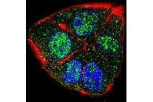 Confocal immunofluorescent analysis of IFT88 Antibody (C-term)(Cat#AP52161PU-N) with HepG2 cell followed by Alexa Fluor 488-conjugated goat anti-rabbit lgG (green). (IFT88 antibody  (C-Term))