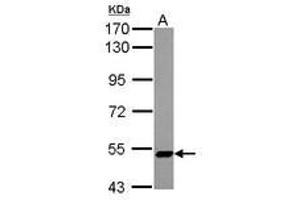 Image no. 2 for anti-Zinc Finger Protein 329 (ZNF329) (AA 1-202) antibody (ABIN1501837) (ZNF329 antibody  (AA 1-202))