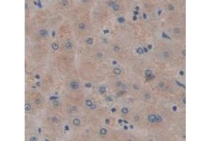 Figure. (HSPBP1 antibody  (AA 136-354))