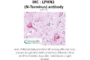 Image no. 1 for anti-Latrophilin 2 (LPHN2) (Extracellular Domain), (N-Term) antibody (ABIN1736538) (LPHN2 antibody  (Extracellular Domain, N-Term))