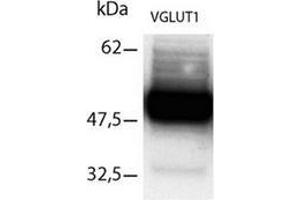 Western Blot using Immunopurifed VGLUT1 antibody (SLC17A7 antibody  (C-Term))