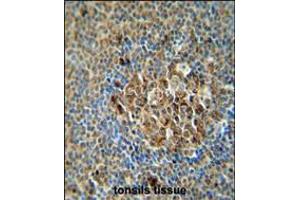 ACSF3 antibody immunohistochemistry analysis in formalin fixed and paraffin embedded human tonsils tissue followed by peroxidase conjugation of the secondary antibody and DAB staining. (ACSF3 antibody  (AA 413-442))
