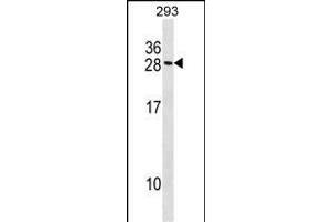 RCKSL1 Antibody (C-term) (ABIN1536699 and ABIN2848484) western blot analysis in 293 cell line lysates (35 μg/lane). (MARCKSL1 antibody  (C-Term))