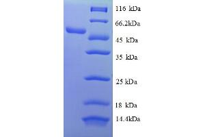 Lectin, Galactose Binding, Soluble 5 (LGALS5) (AA 2-187), (partial) protein (GST tag)