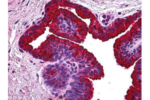 Anti-BCAS1 / NABC1 antibody IHC of human prostate. (BCAS1 antibody  (AA 1-81))