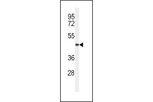 Western blot analysis of CC50B Antibody (N-term) (ABIN651159 and ABIN2840104) in MDA-M cell line lysates (35 μg/lane). (TMEM30B antibody  (N-Term))