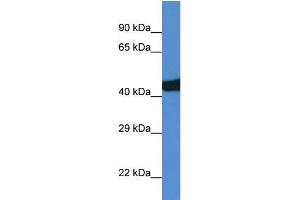 Rat Lung; WB Suggested Anti-Sec14l3 Antibody. (SEC14L3 antibody  (C-Term))