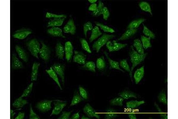 RPL19 antibody  (AA 1-101)