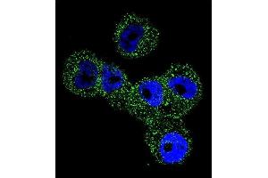 Immunofluorescence (IF) image for anti-serpin Peptidase Inhibitor, Clade B (Ovalbumin), Member 5 (SERPINB5) (AA 94-123) antibody (ABIN656020)