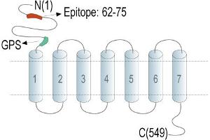 Representative domain view of the target of ABIN7237675.