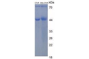 Image no. 3 for Indole 3 Acetic Acid (IAA) peptide (Ovalbumin) (ABIN5666234) (Indole 3 Acetic Acid (IAA) peptide (Ovalbumin))