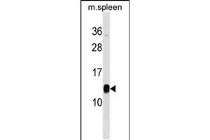 Western blot analysis in mouse spleen tissue lysates (35ug/lane). (PFDN1 antibody  (C-Term))