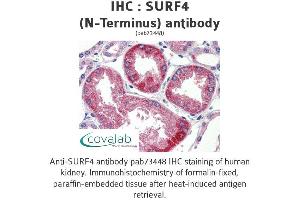 Image no. 1 for anti-Surfeit 4 (SURF4) (N-Term) antibody (ABIN1739779) (Surfeit 4 antibody  (N-Term))