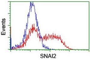 Image no. 2 for anti-Snail Family Zinc Finger 2 (SNAI2) antibody (ABIN1500983) (SLUG antibody)