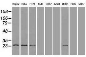 Image no. 3 for anti-Neurogenin 1 (NEUROG1) antibody (ABIN1499700) (Neurogenin 1 antibody)