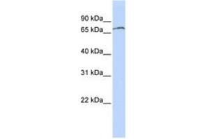 Image no. 1 for anti-Zinc Finger Protein 768 (ZNF768) (AA 108-157) antibody (ABIN6744245) (ZNF768 antibody  (AA 108-157))