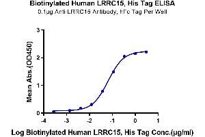 Immobilized Anti-LRRC15 Antibody, hFc Tag at 1 μg/mL (100 μL/Well) on the plate.