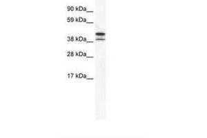 Image no. 1 for anti-TATA Box Binding Protein Like 2 (Tbpl2) (AA 53-102) antibody (ABIN202310)