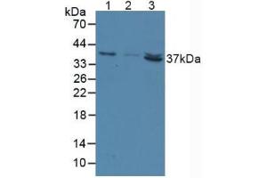 Figure. (NT5C3 antibody  (AA 52-336))